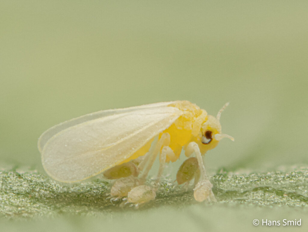 Bemisia-tabaci_silverleaf-whitefly-with-Polyphagotarsonemus-latus_broadmite-006
