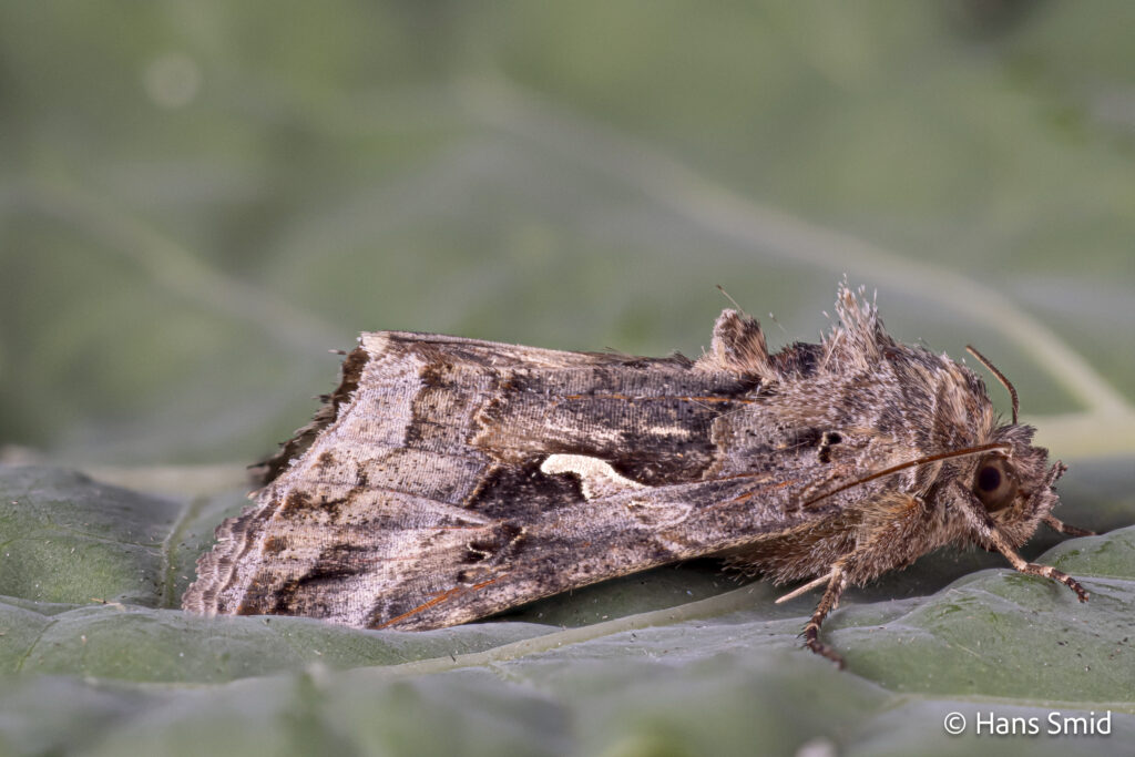 Autographa gamma - gammafly