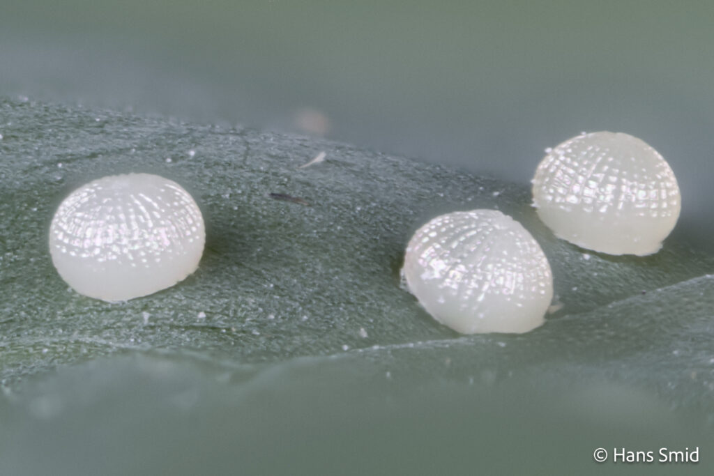Autographa gamma - gammafly eggs