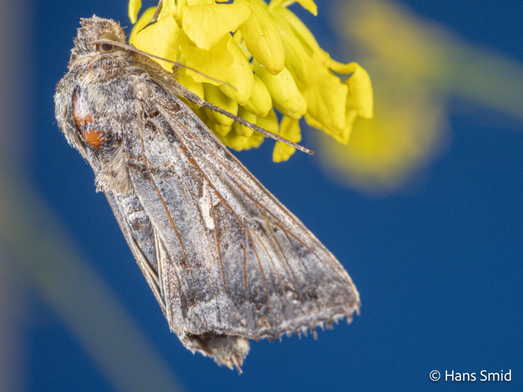 Autographa gamma - gammafly