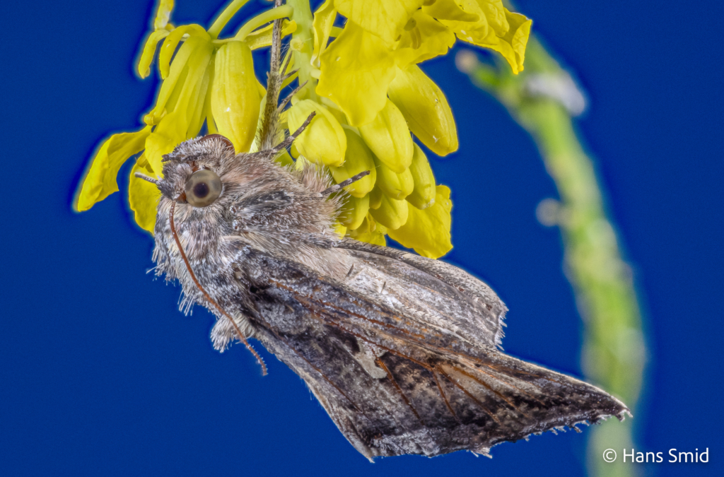 Autographa gamma Silver Y on black mustard flower 001