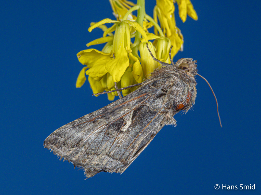 Autographa gamma Silver Y on black mustard flower 002