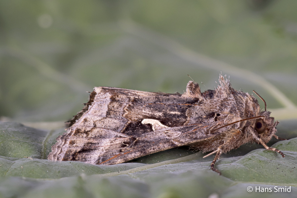 Autographa gamma Silver Y on cabbage leaf 001