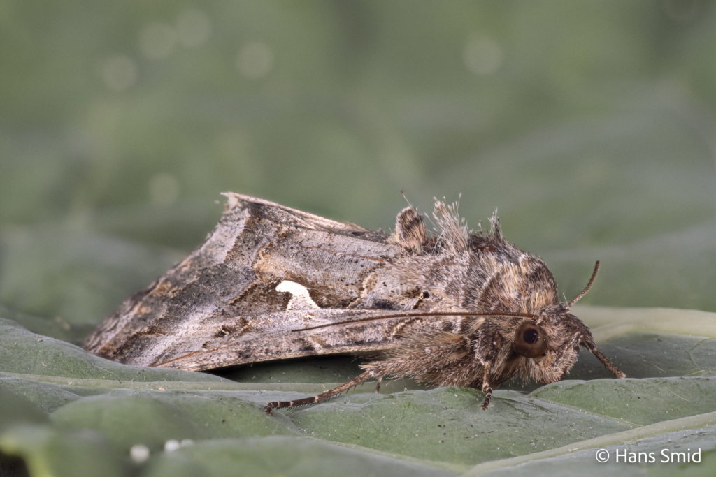 Autographa gamma Silver Y on cabbage leaf 002