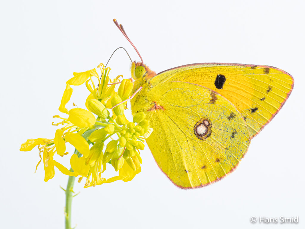 Clouded Yellow-Colias croceus