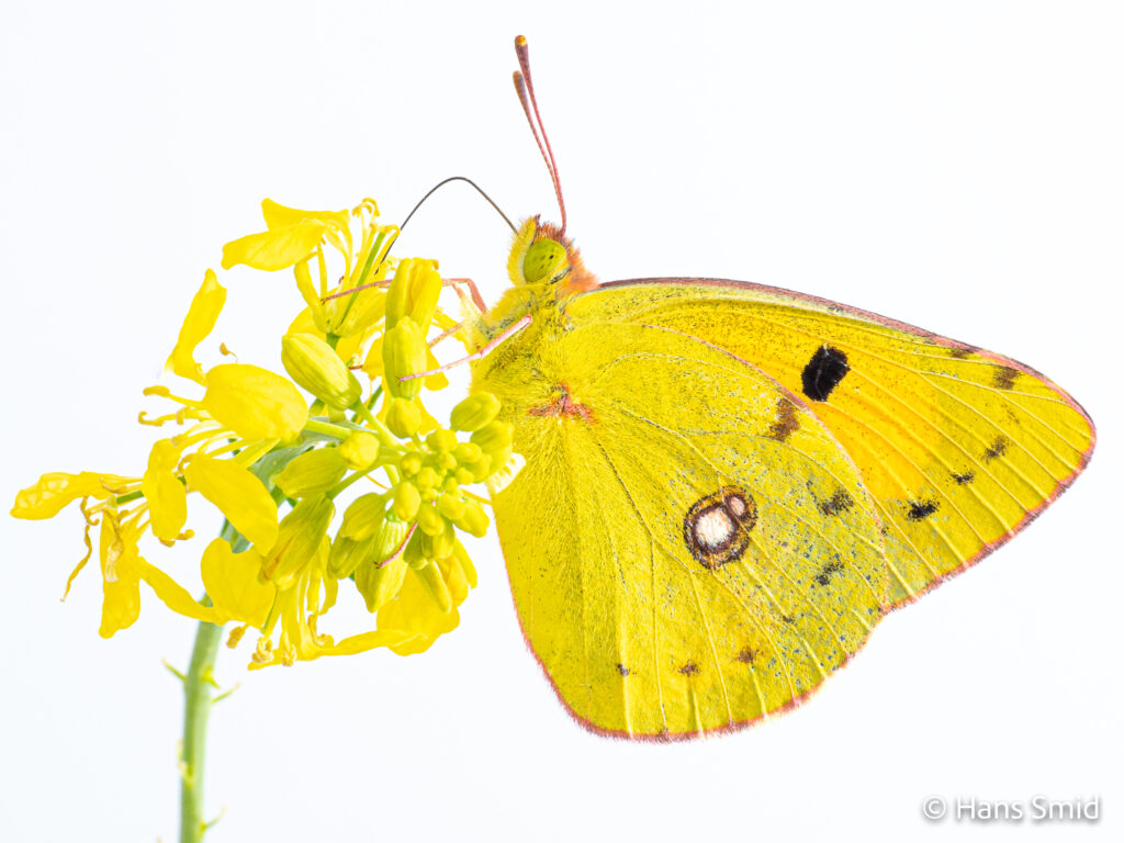 Clouded Yellow-Colias croceus