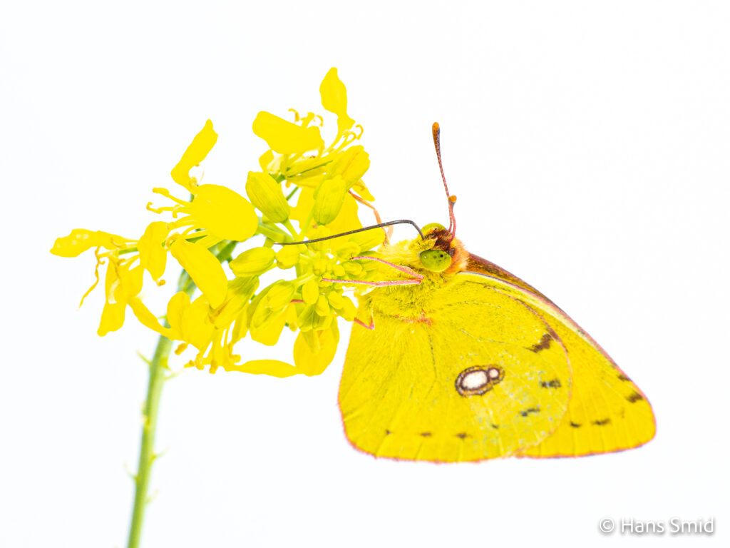 Clouded Yellow-Colias croceus