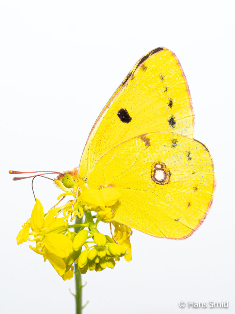 Clouded Yellow-Colias croceus