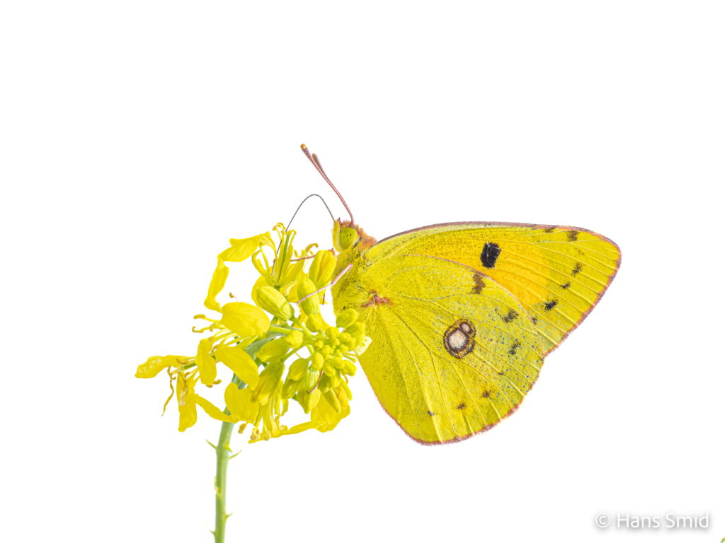 Clouded Yellow Colias croceus 001