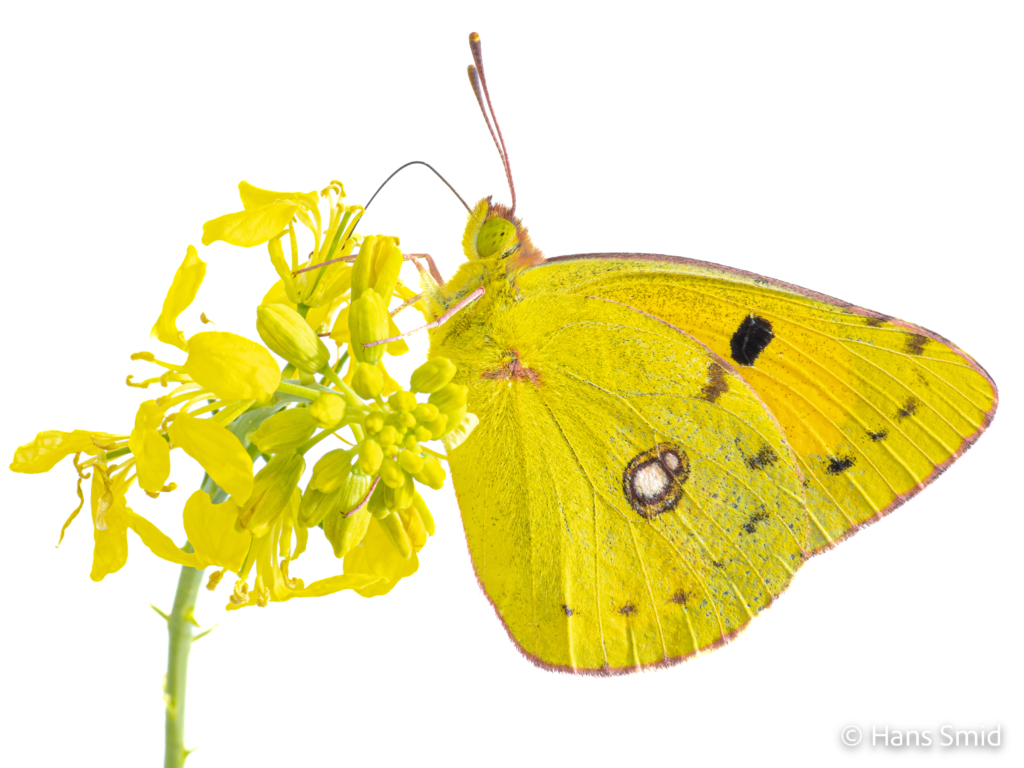 Clouded Yellow Colias croceus 002