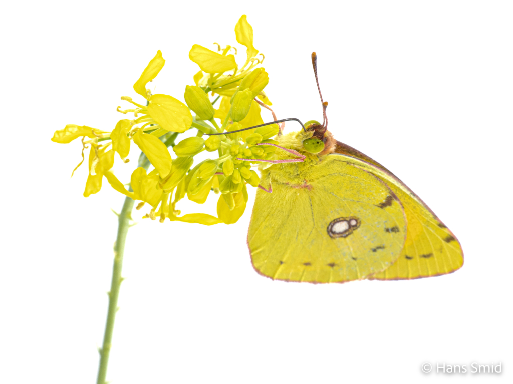Clouded Yellow Colias croceus 003