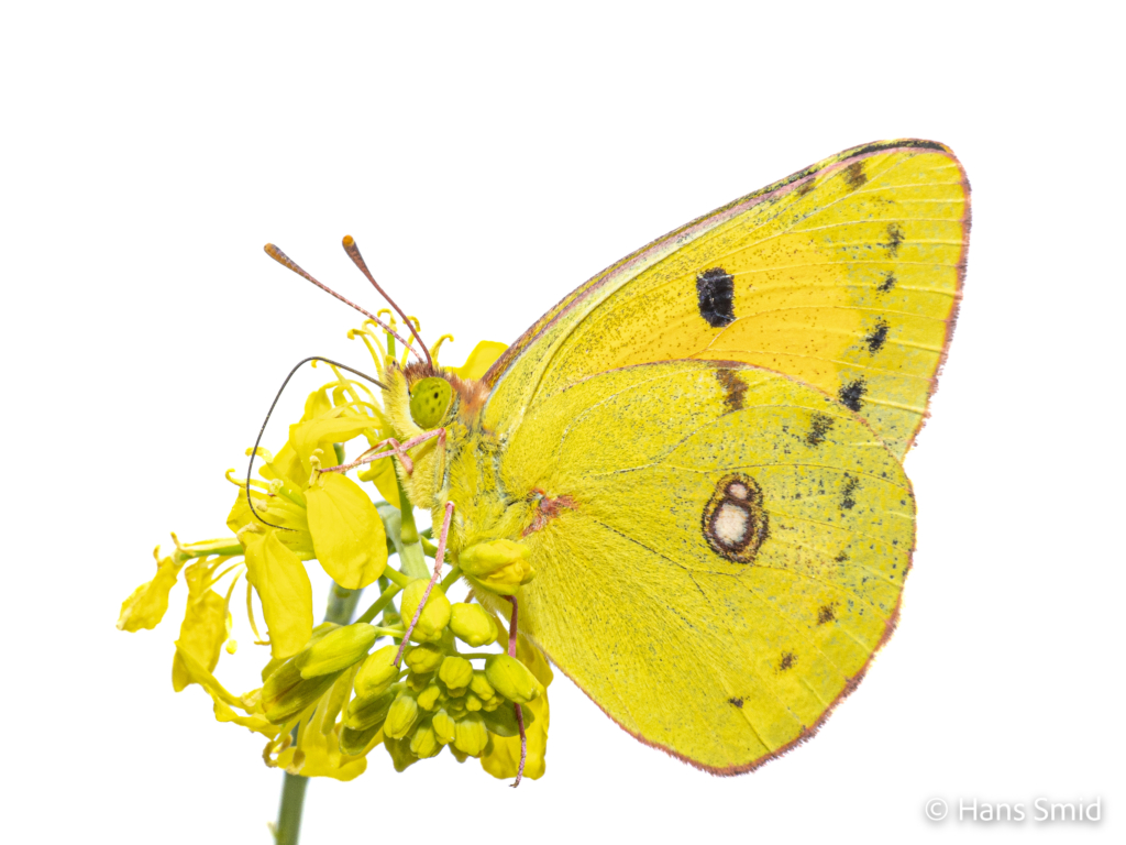 Clouded Yellow Colias croceus 004