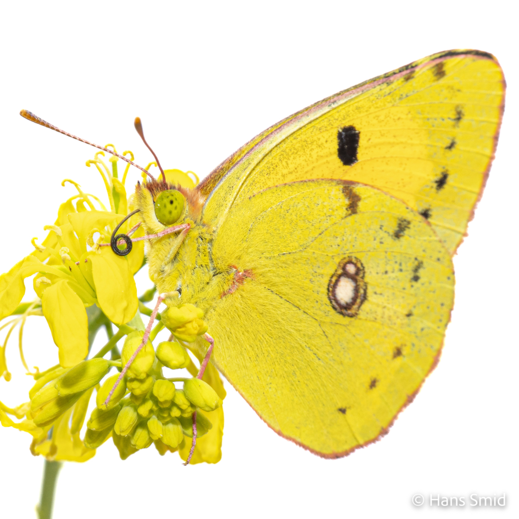 Clouded Yellow Colias croceus 005