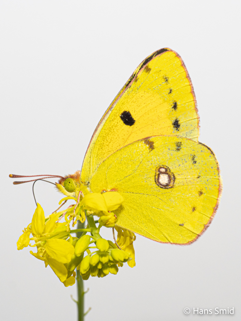 Clouded Yellow Colias croceus 006