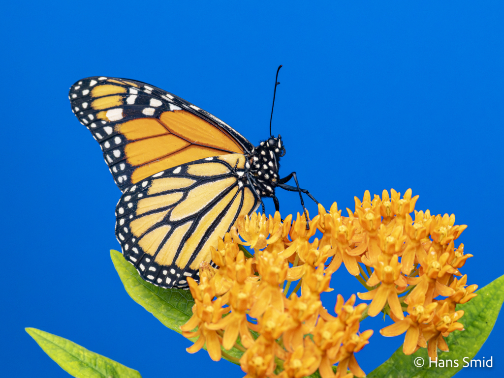 Danaus plexippus Monarch butterfly 001