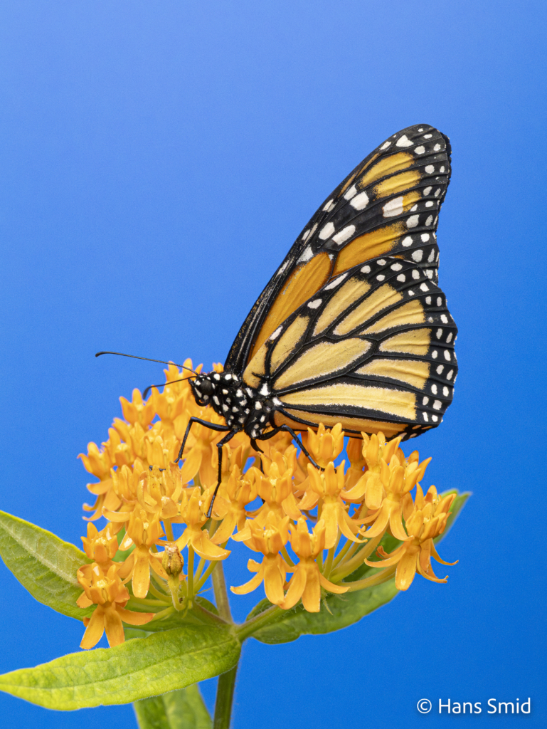 Danaus plexippus Monarch butterfly 002