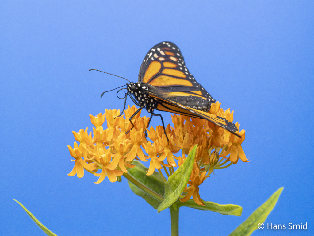 Danaus plexippus Monarch butterfly 003
