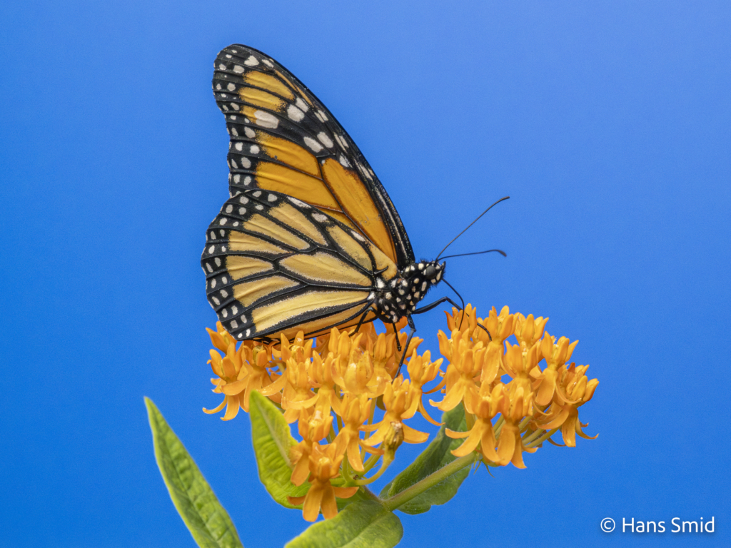Danaus plexippus Monarch butterfly 004