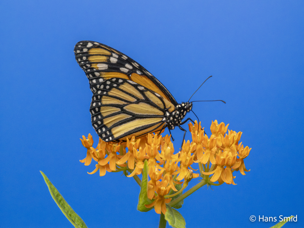 Danaus plexippus Monarch butterfly 005