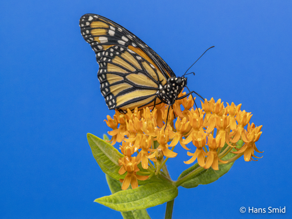 Danaus plexippus Monarch butterfly 006
