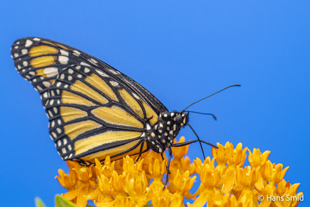 Danaus plexippus Monarch butterfly 007