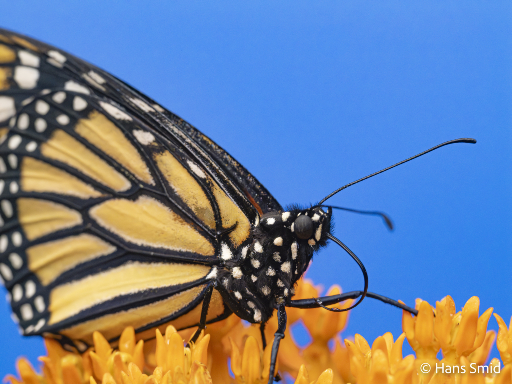 Danaus plexippus Monarch butterfly 008