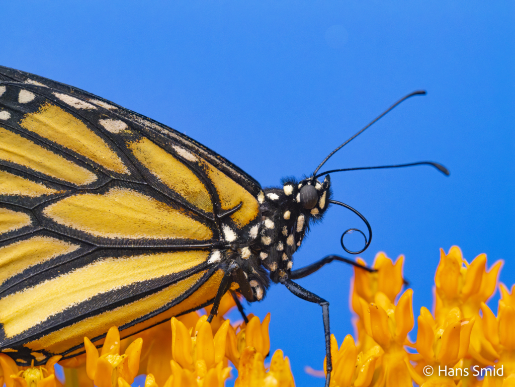 Danaus plexippus Monarch butterfly 009