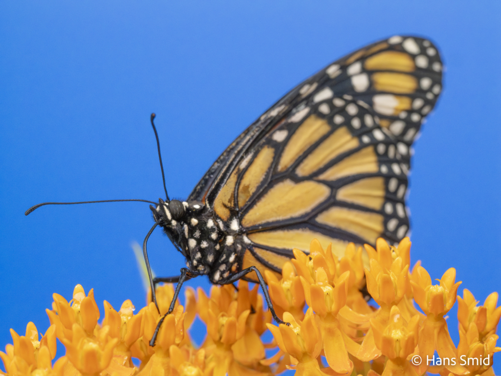 Danaus plexippus Monarch butterfly 010