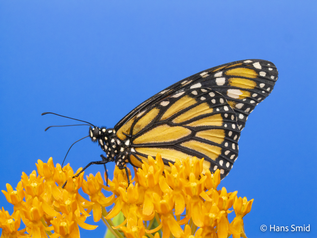 Danaus plexippus Monarch butterfly 011
