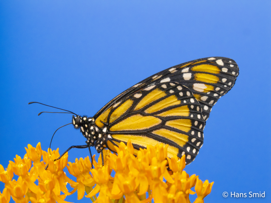 Danaus plexippus Monarch butterfly 012