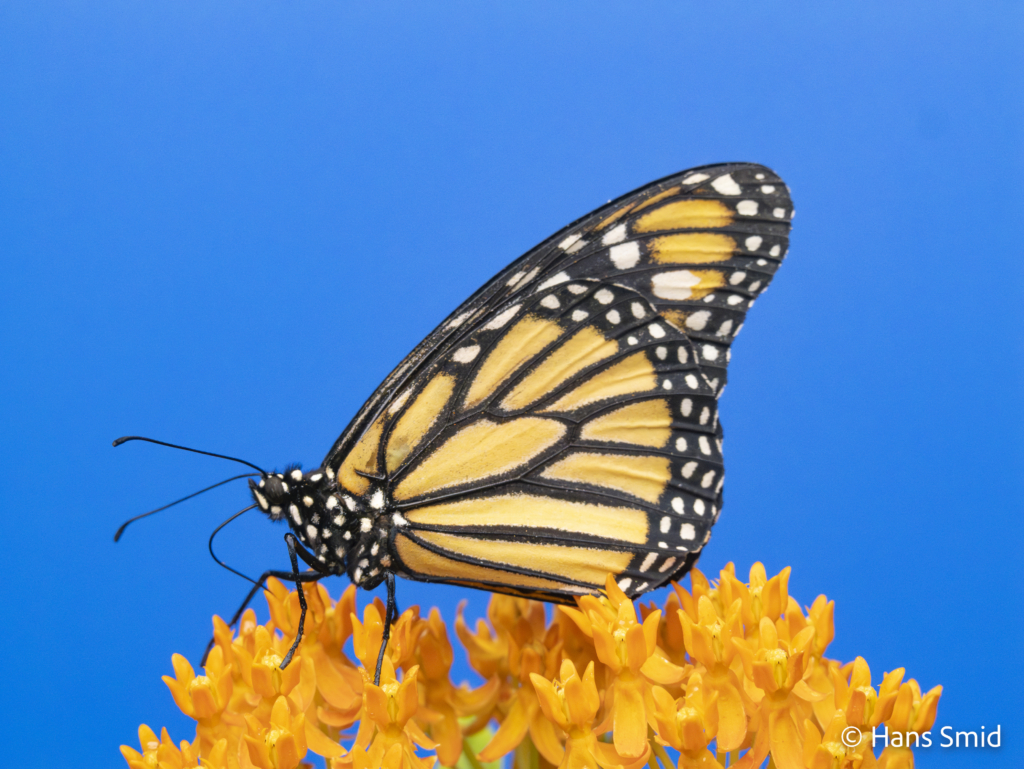 Danaus plexippus Monarch butterfly 013