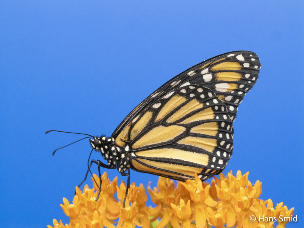 Danaus plexippus Monarch butterfly 014