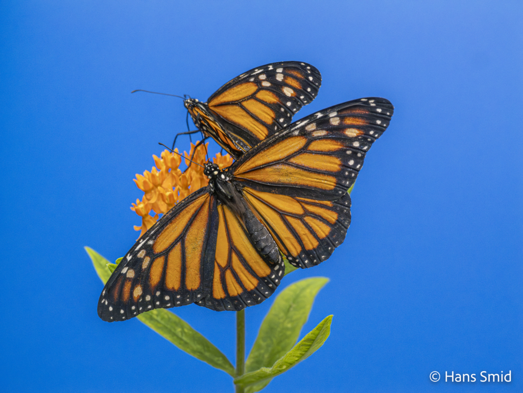 Danaus plexippus Monarch butterfly 015