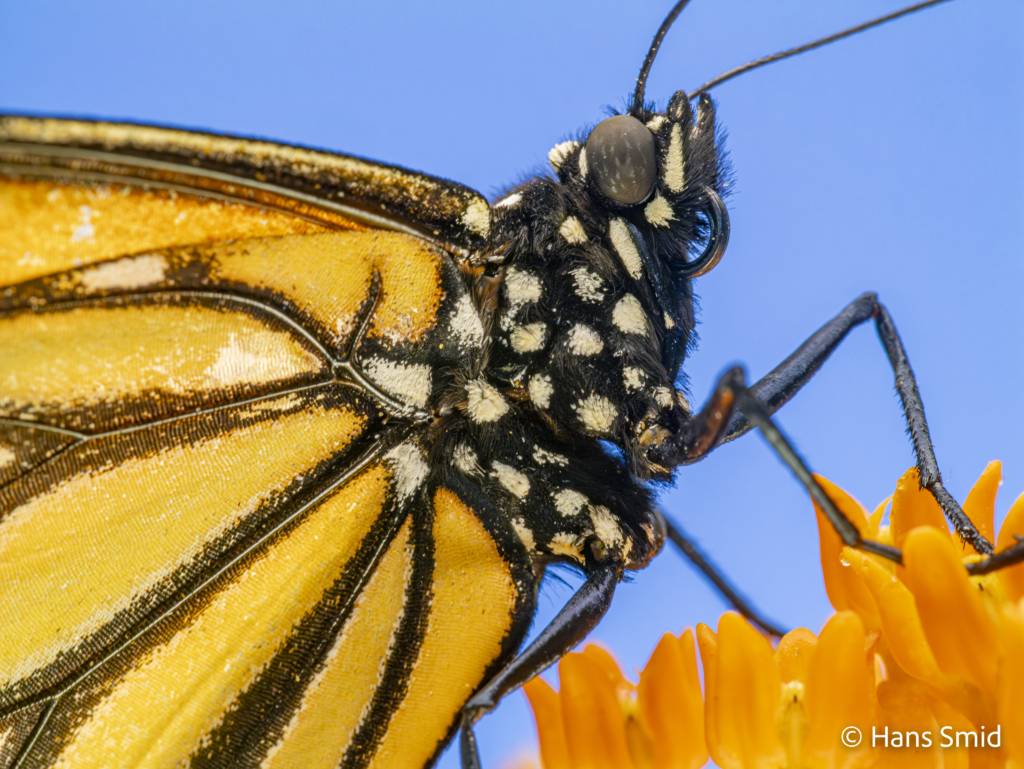 Danaus plexippus Monarch butterfly 016