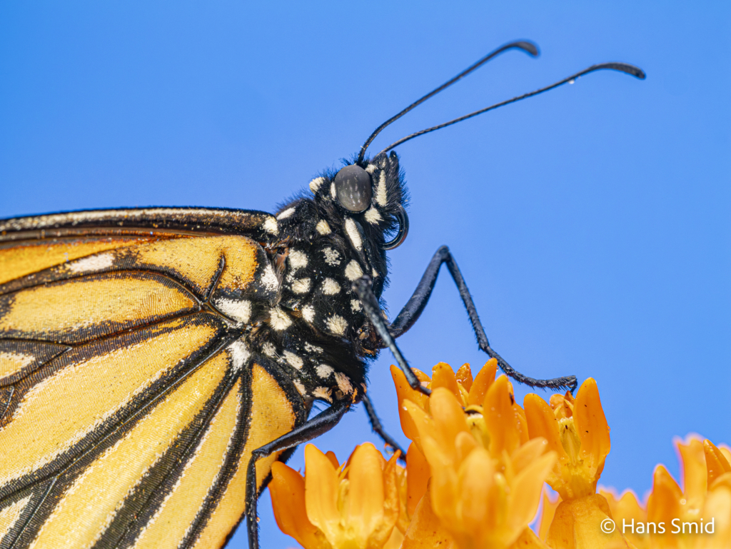 Danaus plexippus Monarch butterfly 017