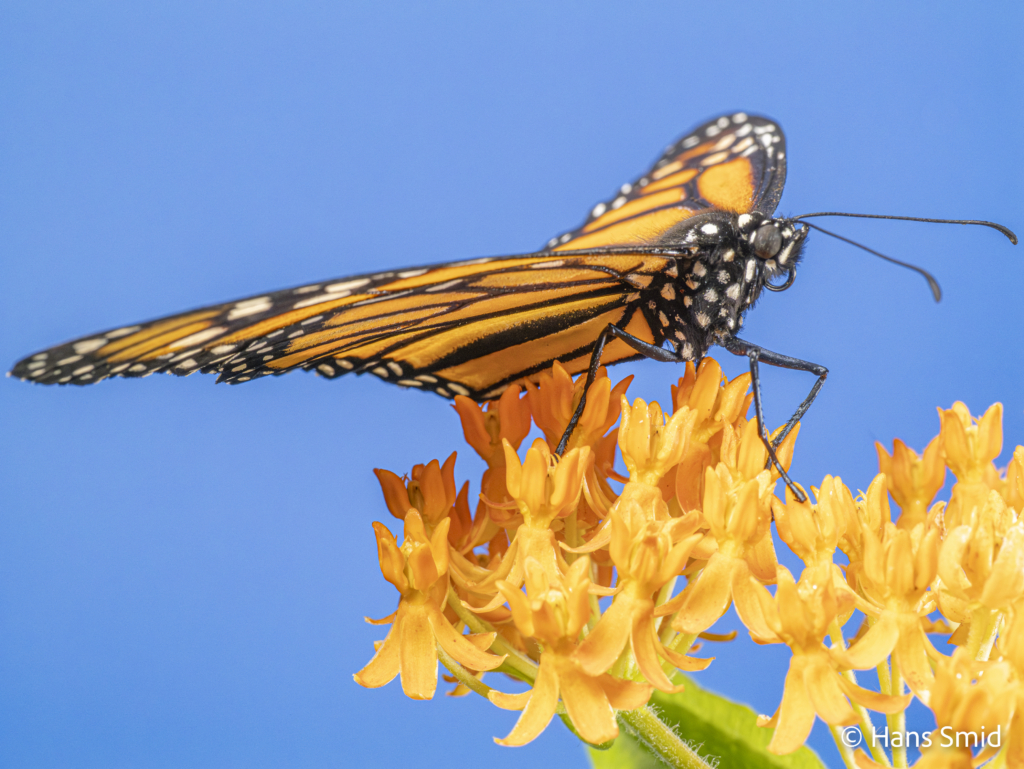Danaus plexippus Monarch butterfly 018