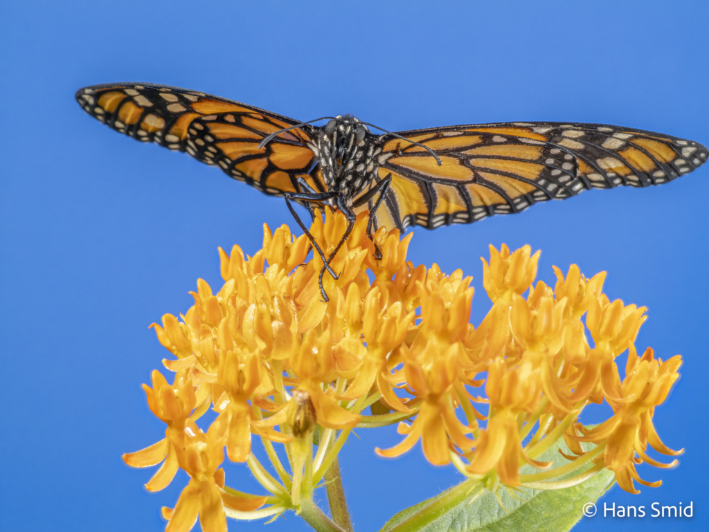 Danaus plexippus Monarch butterfly 019