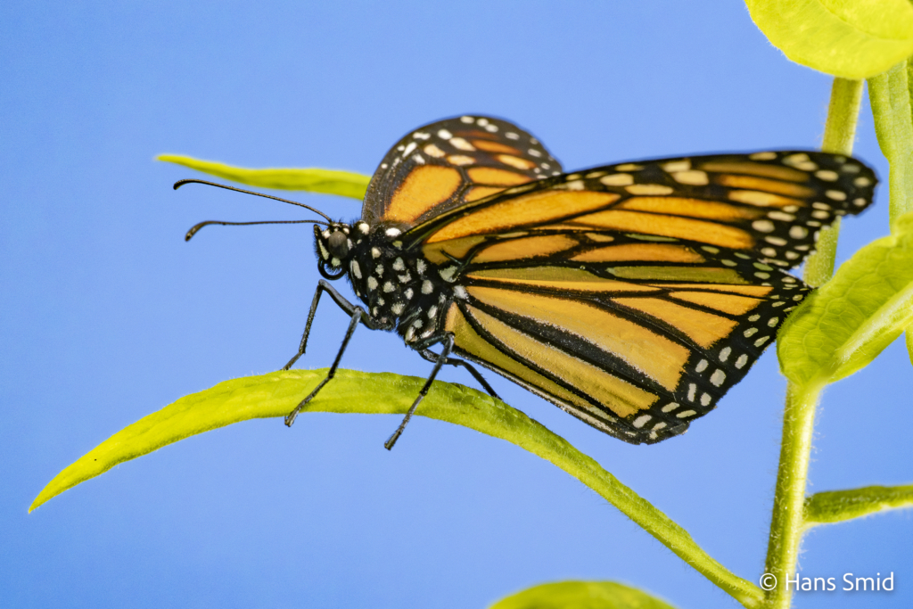 Danaus plexippus Monarch butterfly 020