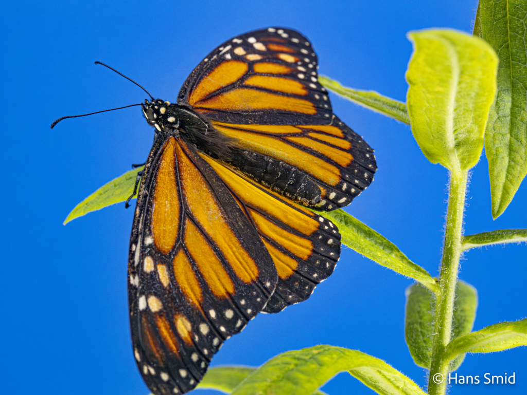 Danaus plexippus Monarch butterfly 021