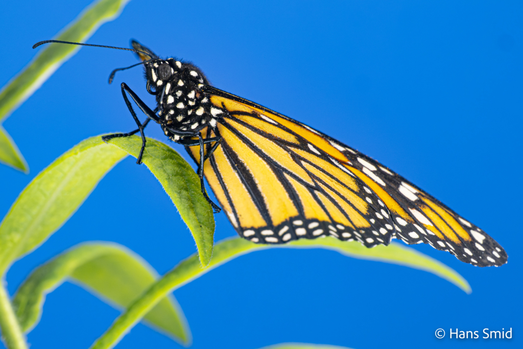 Danaus plexippus Monarch butterfly 022