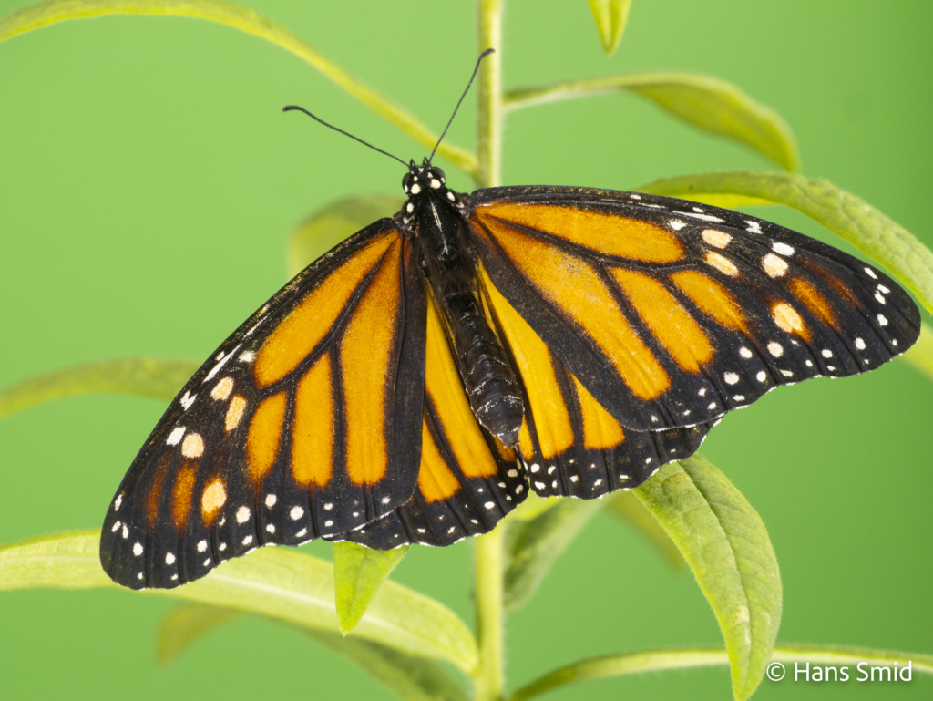 Danaus plexippus Monarch butterfly 023
