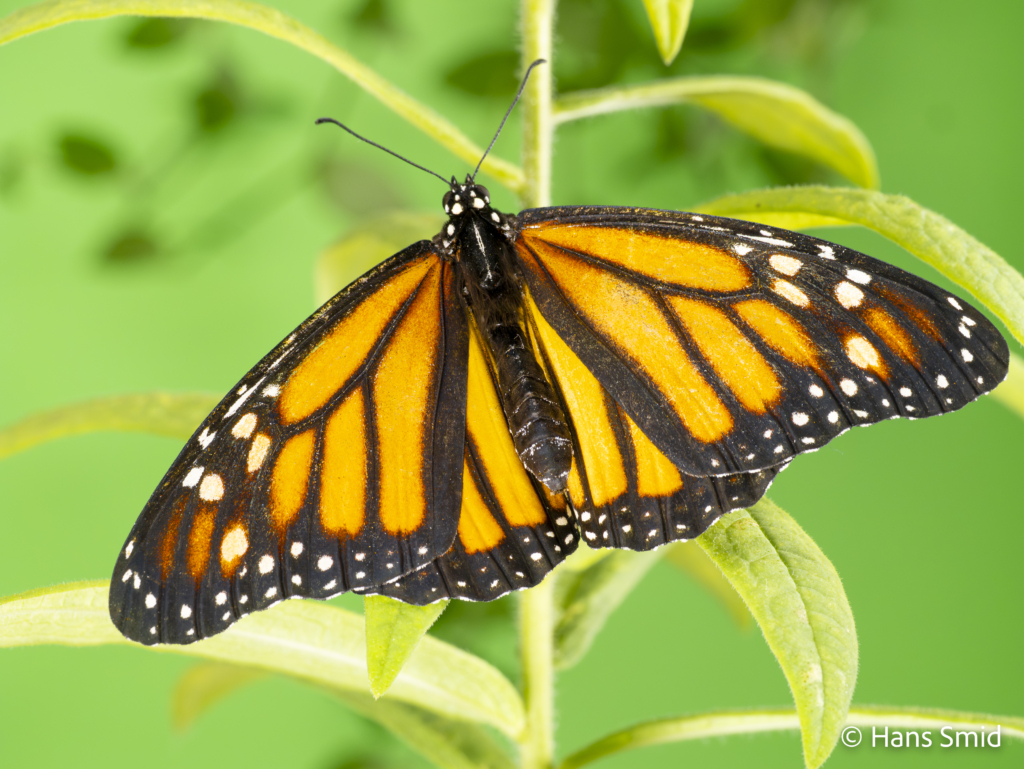 Danaus plexippus Monarch butterfly 024