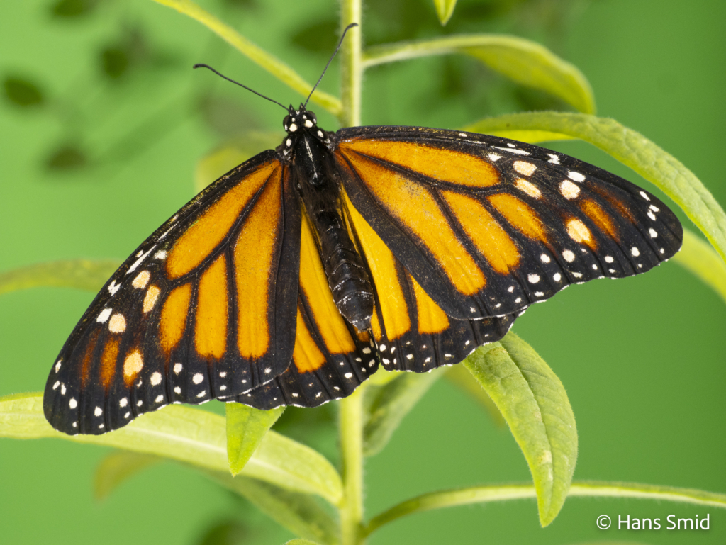 Danaus plexippus Monarch butterfly 025