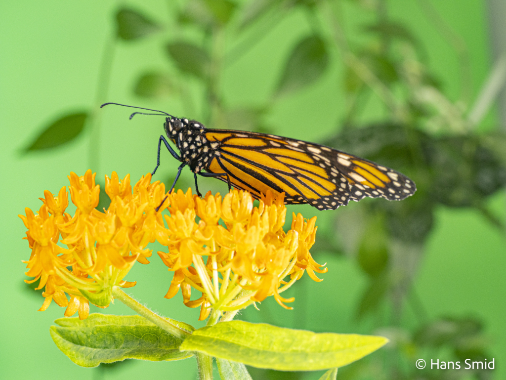 Danaus plexippus Monarch butterfly 026