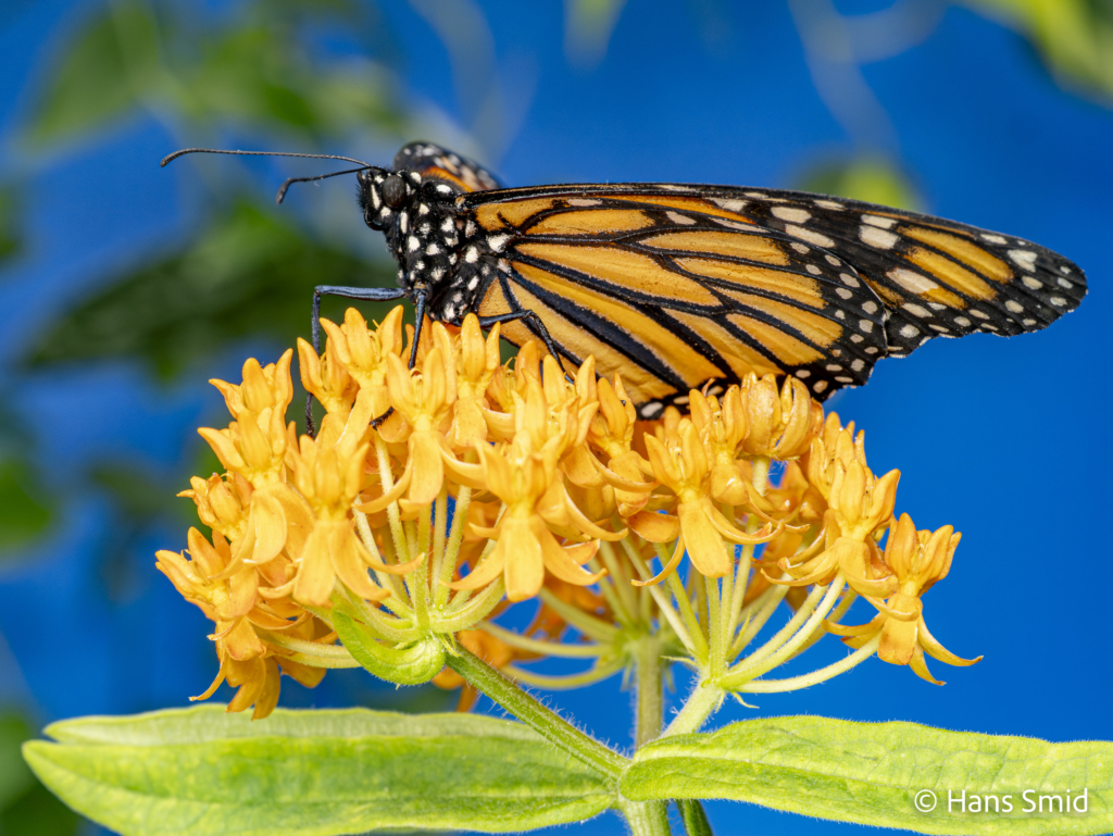 Danaus plexippus Monarch butterfly 027
