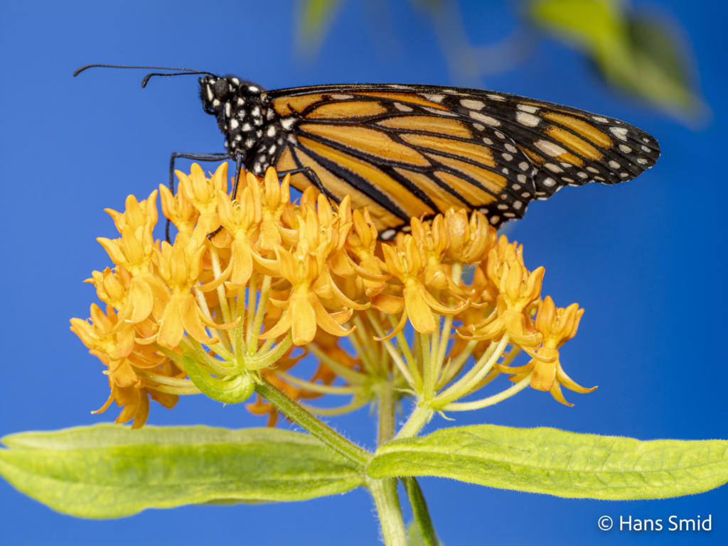 Danaus plexippus Monarch butterfly 028