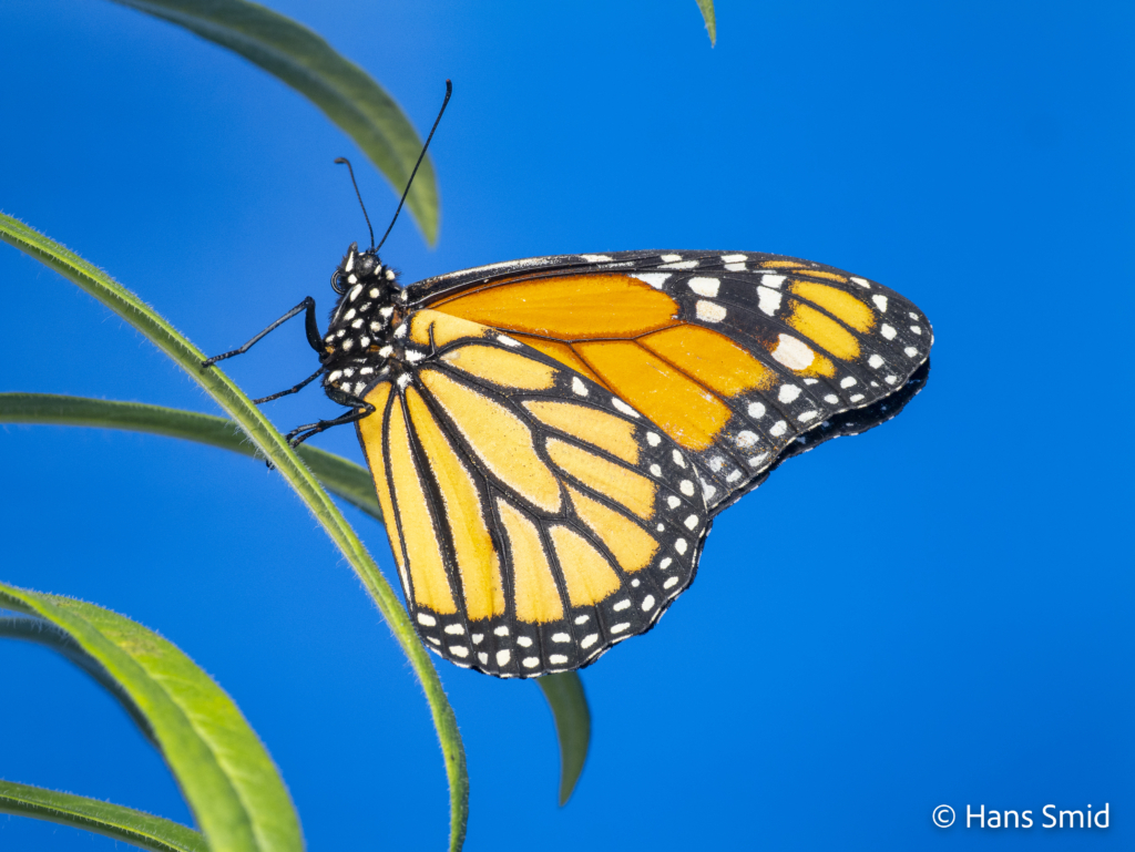 Danaus plexippus Monarch butterfly 029