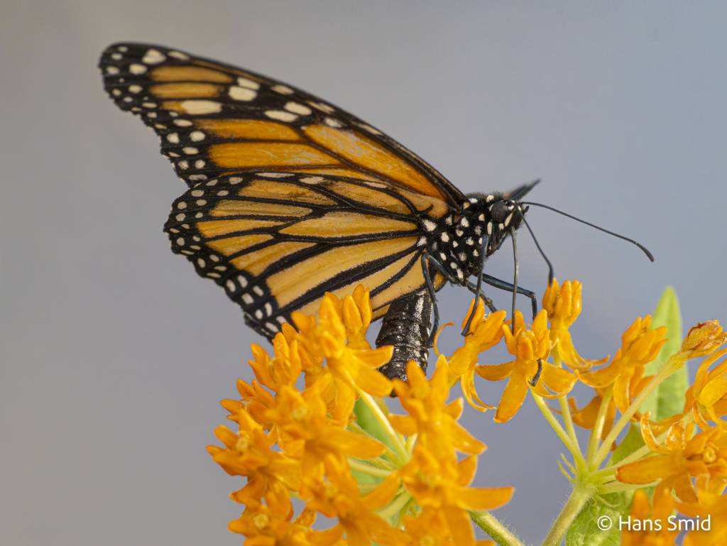 Danaus plexippus Monarch butterfly 030