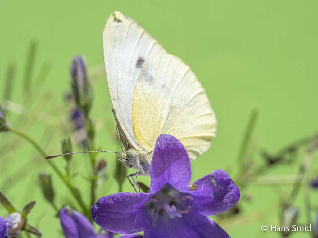 Pieris mannii Souther small white 001