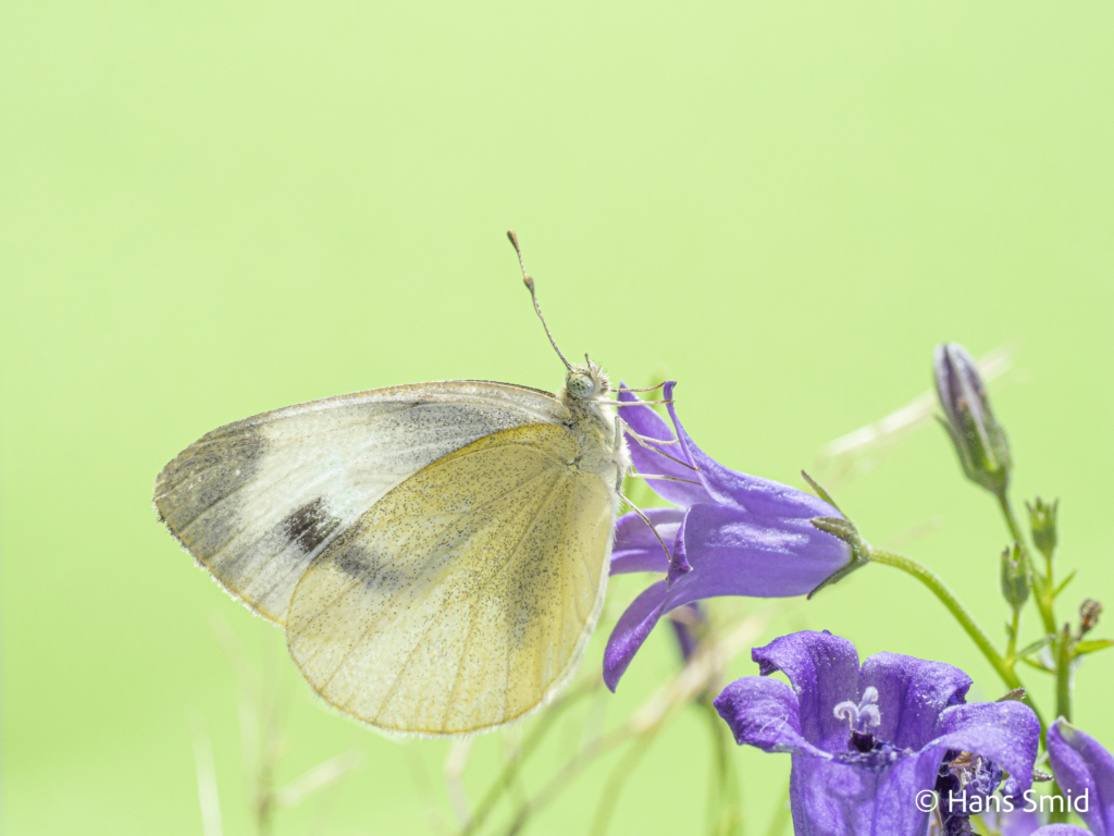 Pieris mannii Souther small white 002